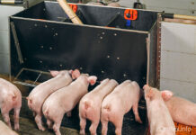 Бункерные кормушки Бункерные кормушки для свиней (Испания)