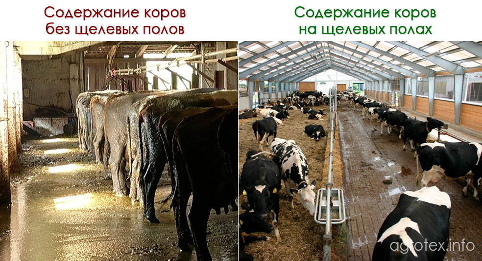 Содержание коров на щелевых полах и без них - сравнение