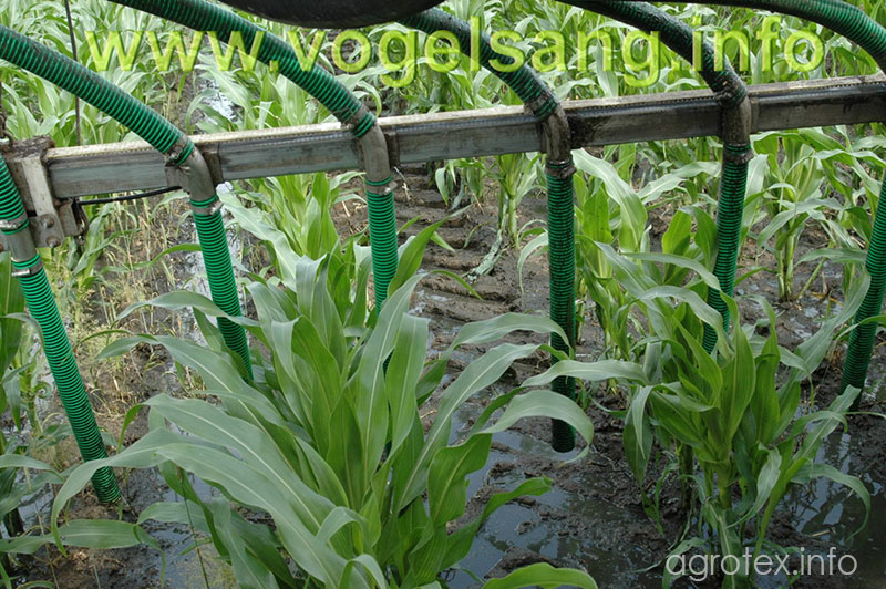 Внесение жидких органических удобрений под кукурузу